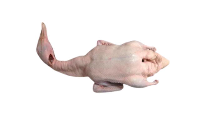 Whole Duck Head-on Feet-off